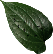 leaf design detail