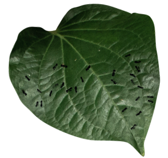 leaf design detail