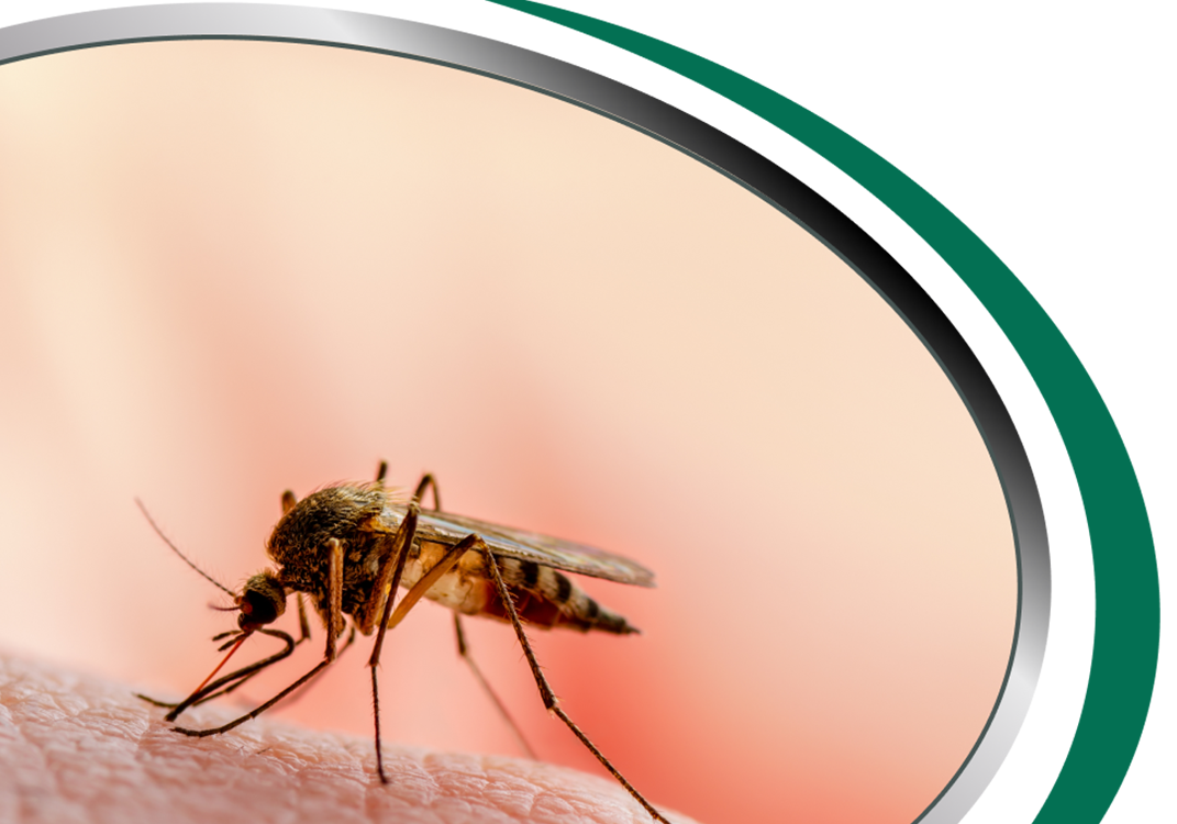Mosquito Pest Control Sydney