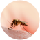 Mosquito Pest Control Sydney