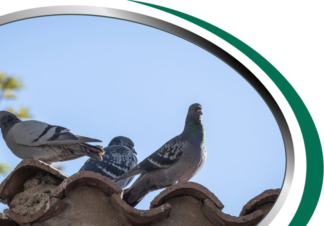 Pigeon Control Sydney