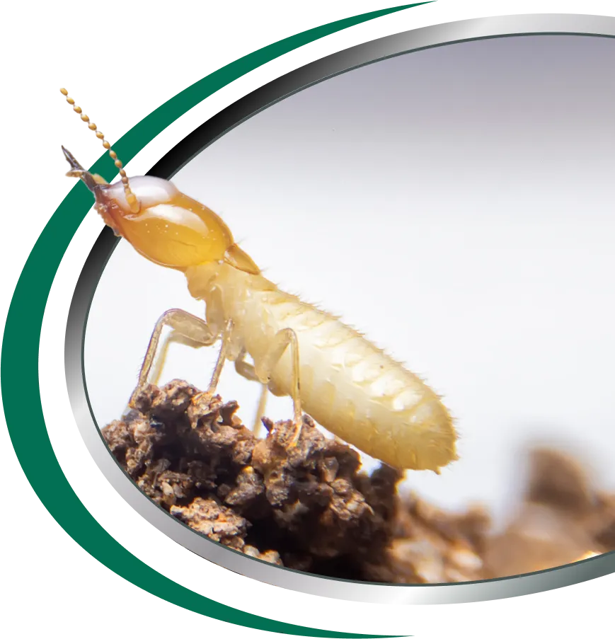 Pre-Purchase Termite Inspections Sydney
